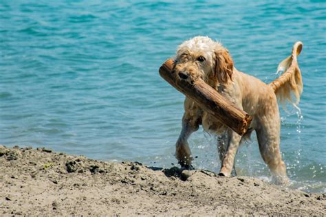 Hunde am Strand